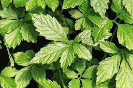 Heirloom Pentaphyllum Flower seeds for Planting Bright Blooms Heirloom & GMO Free Seeds for Home Garden 
 
 Sale for planting in home garden