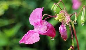Pink Balsam Flower seeds for Planting Home Garden Favorite Heirloom & GMO Free Seeds For Home Garden 
 
 Sale for planting in home garden