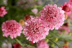 Pincushion Flower seeds for Planting Perfect for Borders Heirloom & GMO Free Seeds for Home Garden 
 
 Sale for planting in home garden