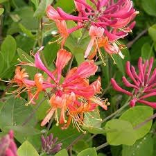 Honeysuckle Flower seeds for Planting - Long Bloom Season, Heirloom & GMO Free Seeds for Home Garden
 
 Sale seeds for home garden
