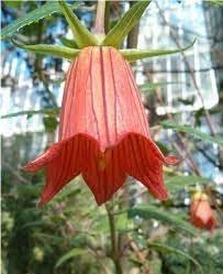 Canarina Flower seeds for Planting - Wildflower Mix, Heirloom & GMO Free Seeds for Home Garden
 
 Sale seeds for home garden