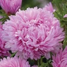 Mixed Colour Hoya Flower Seeds for Planting Shade Tolerant Heirloom & GMO Free Seeds for Home Garden
 
 Sale for planting in home garden