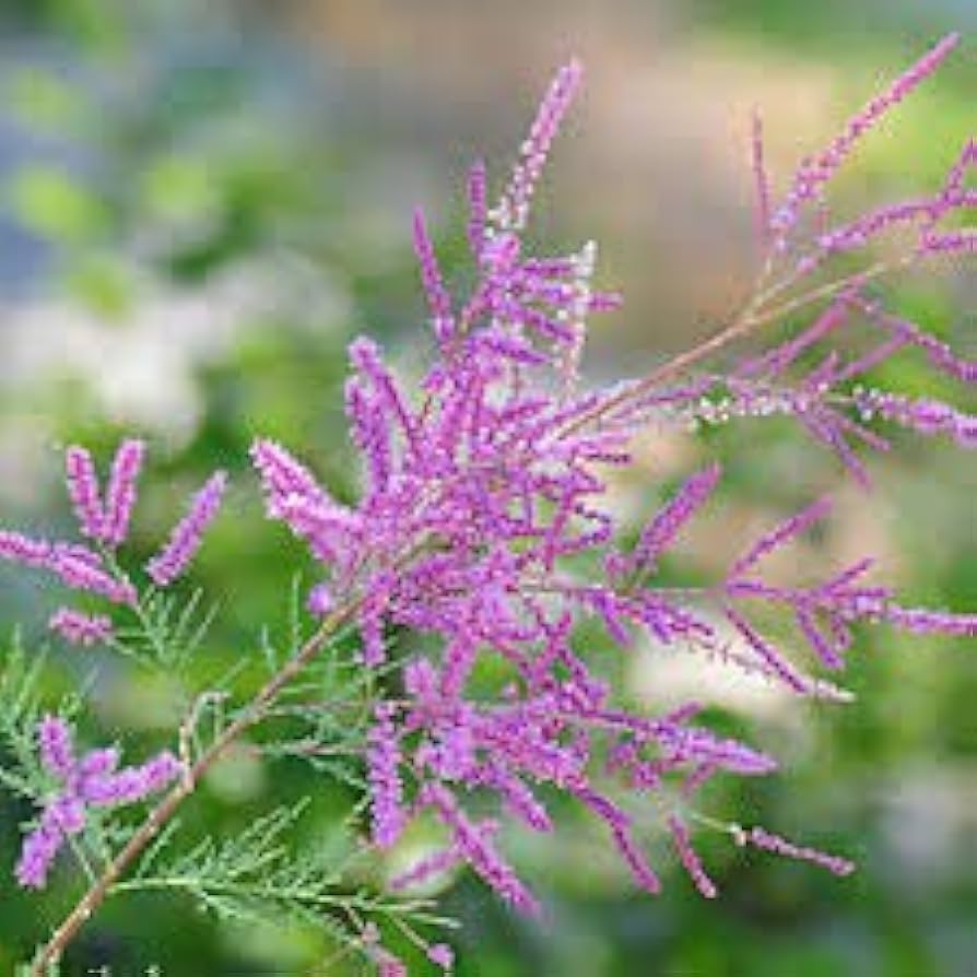 Pink Tamarix Ramosissima Seeds For Easy Planting