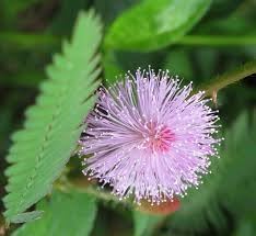 Heirloom Mimosa Pudica Flower seeds for Planting Perfect for Borders Heirloom & GMO Free Seeds for Home Garden 
 
 Sale for planting in home garden