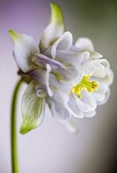 Aquilegia Flower seeds for Planting - Garden Favorite, Heirloom & GMO Free Seeds for Home Garden
 
 Sale for planting in home garden