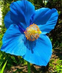 Himalayan Flower seeds for Planting - Vibrant Colors, Heirloom & GMO Free Seeds for Home Garden
 
 Sale seeds for planting in home garden