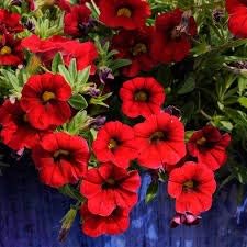 Blue Green Fern for Planting Low Maintenance Heirloom & GMO Free Seeds for Home Garden
 
 Sale for planting in home garden