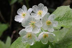 Skeleton Flower seeds for Planting - Wildflower Mix, Heirloom & GMO Free Seeds for Home Garden
 
 Sale for planting in home garden