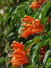 Creeper Flower seeds for Planting - Fragrant Blossoms, Heirloom & GMO Free Seeds for Home Garden
 
 Sale seeds for home garden