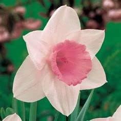 White Daffodil Flower Seeds For Easy Planting