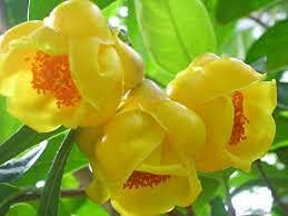 Golden Camellia Flower seeds for Planting - Seasonal Bloomer, Heirloom & GMO Free Seeds for Home Garden
 
 Sale seeds for home garden