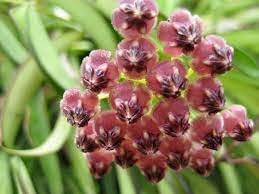 Burgundy Hoya Seeds For Planting Flower