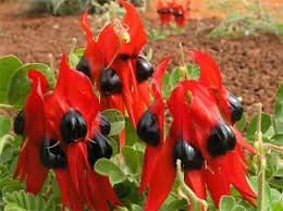 Sturt's Desert Pea Flower seeds for Planting - Perfect for Borders, Heirloom & GMO Free Seeds for Home Garden
 
 Sale seeds for home garden