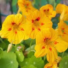 Maroon Gloxinia Flower Seeds for Planting Vibrant Colors Heirloom & GMO Free Seeds for Home Garden
 
 Sale for planting in home garden