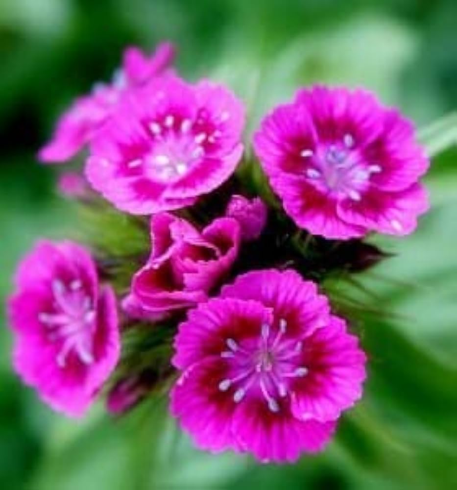 Pink William Flower seeds for Planting - Perfect for Borders, Heirloom & GMO Free Seeds for Home Garden
 
 Sale for planting in home garden.
