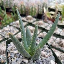 Aloe Dichotoma Seeds For Planting | Desert Beauty Flower