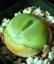 Green Conophytum Ratum Flower seeds for Planting - Garden Favorite, Heirloom & GMO Free Seeds for Home Garden
 
 Sale seeds for home garden