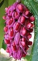 Magnolia Flower seeds for Planting - Easy to Grow, Heirloom & GMO Free Seeds for Home Garden
 
 Sale seeds for home garden