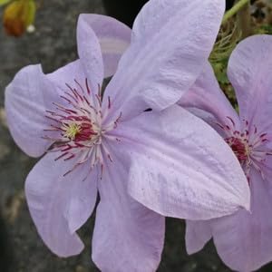 Clematis Montana Flower seeds for Planting - Easy to Grow, Heirloom & GMO Free Seeds for Home Garden
 
 Sale seeds for planting in home garden