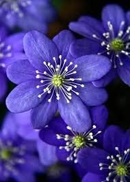 Blue Hepatica Flower seeds for Planting - Pollinator Friendly, Heirloom & GMO Free Seeds for Home Garden
 
 Sale for planting in home garden