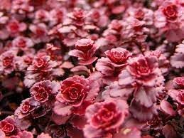 Stonecrop Flower seeds for Planting Seasonal Bloomer Heirloom & GMO Free Seeds for Home Garden 
 
 Sale for planting in home garden