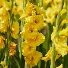Gladiolus Flower seeds for Planting Vibrant Colors Heirloom & GMO Free Seeds for Home Garden 
 
 Sale for planting in home garden