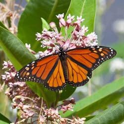 Sampler Flower seeds for Planting Garden Favorite Heirloom & GMO Free Seeds for Home Garden 
 
 Sale for planting in home garden