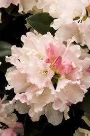 Heirloom Rhododendron Flower seeds for Planting Cottage Garden Essential Heirloom & GMO Free Seeds for Home Garden 
 
 Sale for planting in home garden