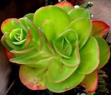 Green Echeveria Palida Flower seeds for Planting - Pollinator Friendly, Heirloom & GMO Free Seeds for Home Garden
 
 Sale seeds for home garden