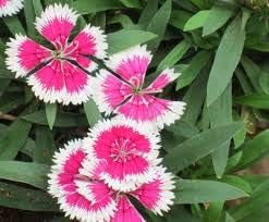 Green Rhododendron Azalea Flower Seeds for Planting Hardy Variety Heirloom & GMO Free Seeds for Home Garden
 
 Sale for planting in home garden