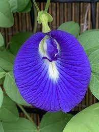 Fresh Clitoria Flower seeds for Planting - Hardy Variety, Heirloom & GMO Free Seeds for Home Garden
 
 Sale seeds for planting in home garden