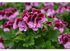 Purple Pink Geranium Flower Seeds for Planting, Heirloom Non-GMO, High Germination Organic Garden Seeds
 
 Sale seeds for home garden