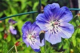 Cranesbill Flower seeds for Planting - Premium Quality, Heirloom & GMO Free Seeds for Home Garden
 
 Sale seeds for home garden