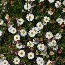 Erigeron Karvinskianus Flower seeds for Planting - Fragrant Blossoms, Heirloom & GMO Free Seeds for Home Garden
 
 Sale for planting in home garden.