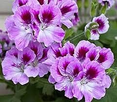 Violet Red Geranium Flower Seeds for Planting, Heirloom Non-GMO, High Germination Organic Garden Seeds
 
 Sale seeds for home garden