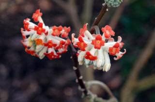 Red Edgeworthia Flower seeds for Planting - Easy to Grow, Heirloom & GMO Free Seeds for Home Garden
 
 Sale for planting in home garden
