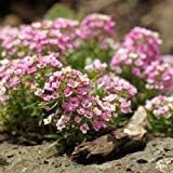 Pink Lobularia Flower seeds for Planting - Fragrant Blossoms, Heirloom & GMO Free Seeds for Home Garden
 
 Sale seeds for home garden
