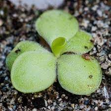 Pinguicula Flower seeds for Planting Vibrant Colors Heirloom & GMO Free Seeds for Home Garden 
 
 Sale for planting in home garden
