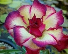 Cream Pink Adenium Flower seeds for Planting - Long Bloom Season, Heirloom & GMO Free Seeds for Home Garden
 
 Sale seeds for home garden