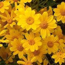 Heirloom Sunshine Flower seeds for Planting Cut Flower Favorite Heirloom & GMO Free Seeds for Home Garden 
 
 Sale for planting in home garden
