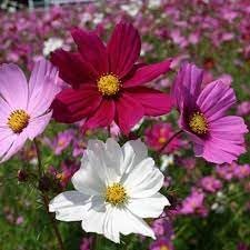 Crazy Mix Cosmos Flower seeds for Planting - Perfect for Borders, Heirloom & GMO Free Seeds for Home Garden
 
 Sale seeds for home garden