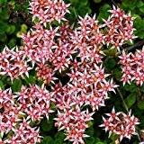 Pink Sedum Stolon Flower seeds for Planting - Garden Favorite, Heirloom & GMO Free Seeds for Home Garden
 
 Sale seeds for planting in home garden