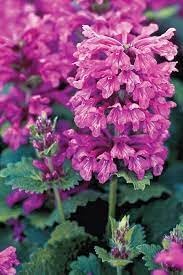 Stachys Flower seeds for Planting Vibrant Colors Heirloom & GMO Free Seeds for Home Garden 
 
 Sale for planting in home garden