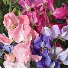 Pea Flower seeds for Planting - Bright Blooms, Heirloom & GMO Free Seeds for Home Garden
 
 Sale for planting in home garden.