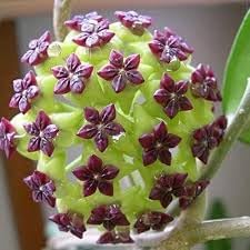 Carnosa Flower seeds for Planting Low Maintenance Heirloom & GMO Free Seeds for Home Garden 
 
 Sale seeds for home garden planting