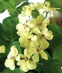 Cream Albizia Flower Seeds for Planting Hardy Variety Heirloom & GMO Free Seeds for Home Garden
 
 Sale for planting in home garden