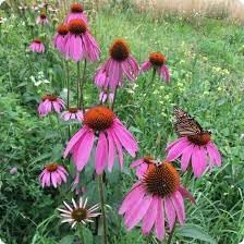 Echinacea Seeds For Planting - White Petals With Purple Center Vibrant Color Flower