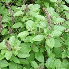 Tulsi Seeds: Essential Guide For Successful Planting