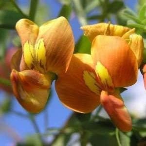 Bladder Senna Bush Seeds For Easy Planting