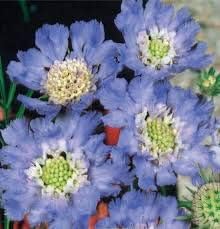 Sky Blue Succulent Flower Seeds for Planting Vibrant Colors Heirloom & GMO Free Seeds for Home Garden
 
 Sale for planting in home garden